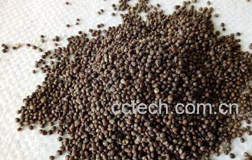 炒紫苏子的功效与作用及药用价值-1