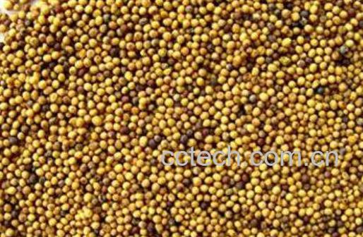 白芥子的功效与作用及食用方法-0