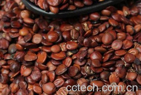 炒枣仁的功效与作用-0