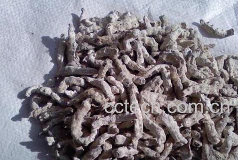 僵蚕的功效与作用及药用价值-1