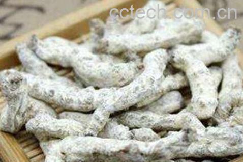 僵蚕的功效与作用及药用价值-0