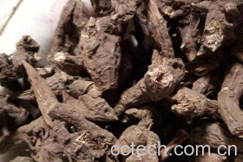 草乌的功效与作用及药用价值-0