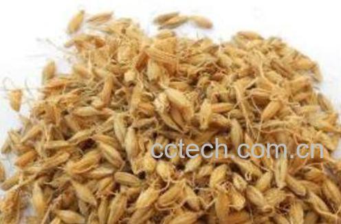 炒谷芽的功效与作用-0