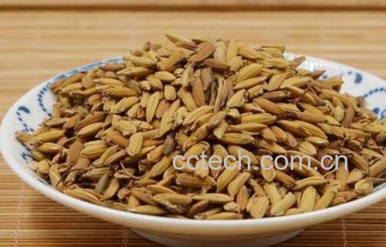 炒谷芽的功效与作用-1
