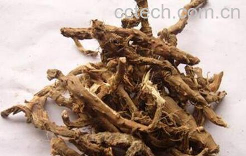 石菖蒲的功效与作用及药用价值-0