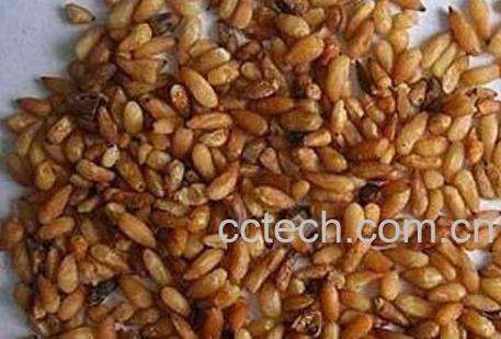 柏子仁的功效与作用及食用方法-0