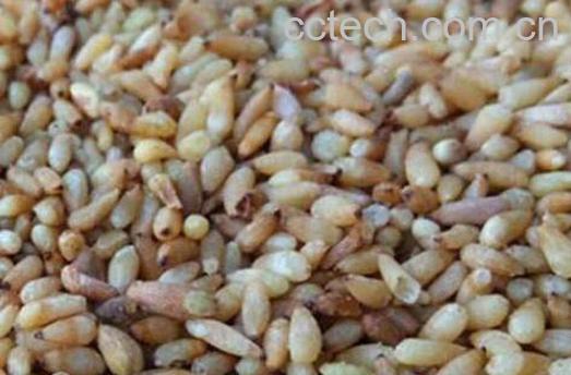 柏子仁的功效与作用及食用方法-1