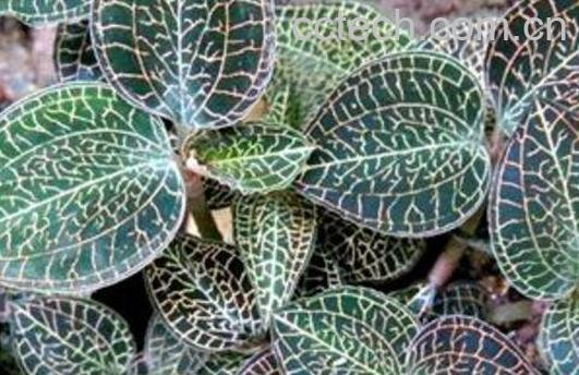 金线莲有什么功效 金线莲的副作用-0