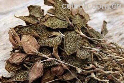 金线莲有什么功效 金线莲的副作用-1