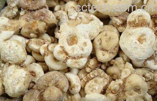 天南星的功效与作用 天南星中毒怎么办-0