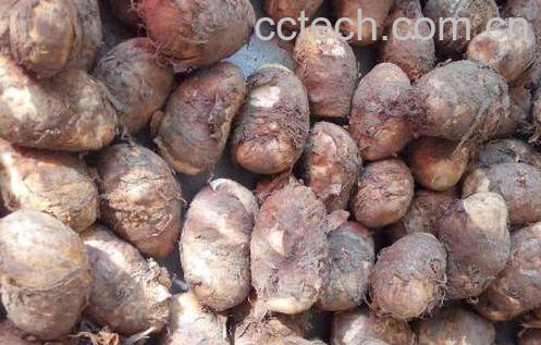 天南星的功效与作用 天南星中毒怎么办-1