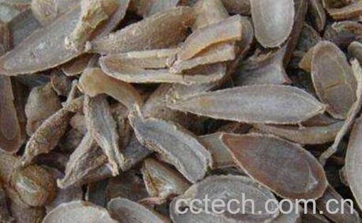 郁金的功效与作用 郁金的食用方法-1