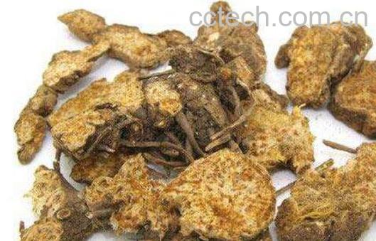 苍术的功效与作用及药用价值-0