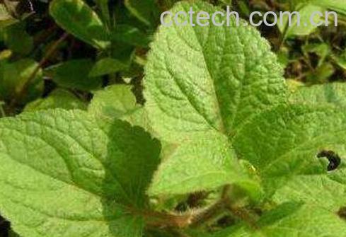 广藿香的功效与作用及药用价值-1