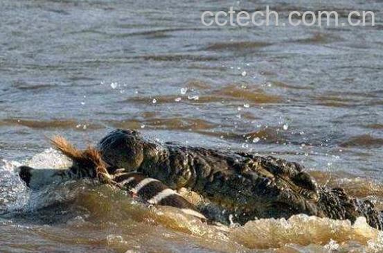 鳄鱼血的功效与作用-0