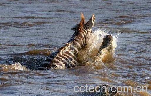 鳄鱼血的功效与作用-1