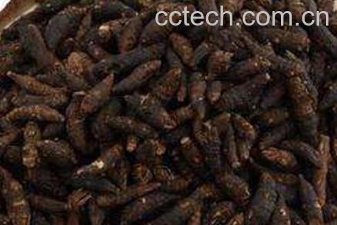 醋香附的作用与功效及药用价值-0