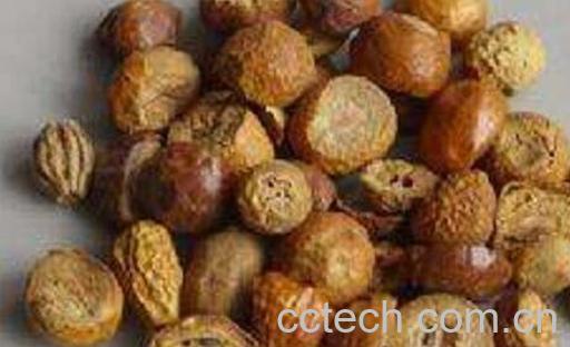 炒川楝子的功效与作用-0