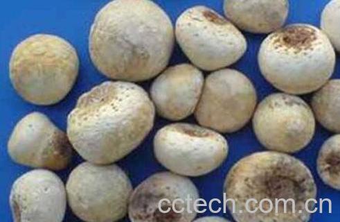 姜半夏的功效与作用-1