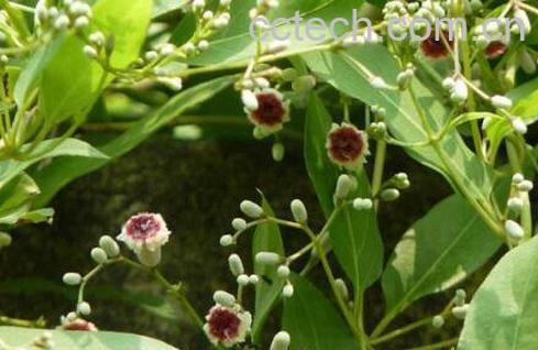 鸡屎藤不能和什么同吃 鸡屎藤洗澡的作用-0