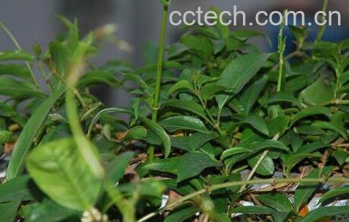 鸡屎藤不能和什么同吃 鸡屎藤洗澡的作用-1