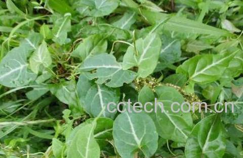 夜交藤的功效与作用及药用价值-1