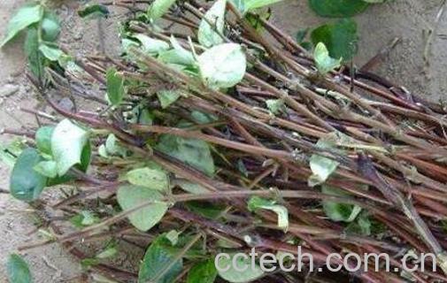 金银花藤的功效与作用-0