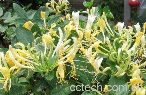 金银花藤的功效与作用-1