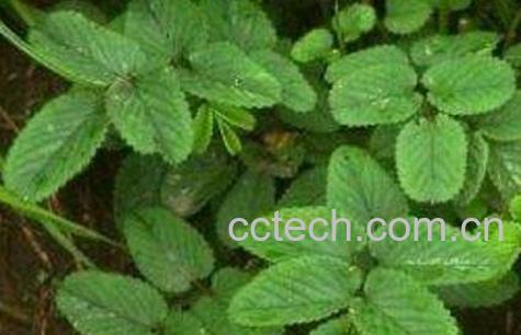 生地榆的功效与作用-1