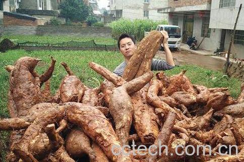 野生葛根的功效与作用-1