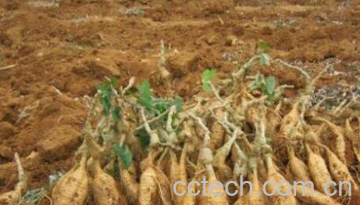 野生葛根的功效与作用-0