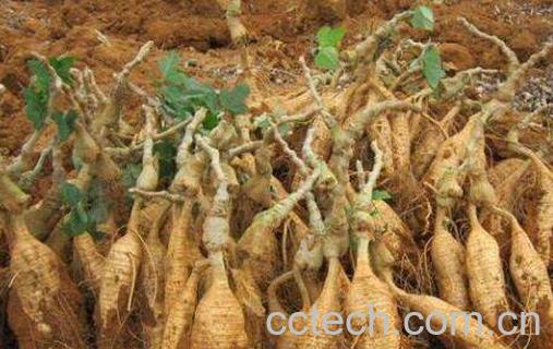 葛藤根的作用与功效-1