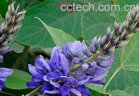 葛花的作用与功效及食用禁忌-0