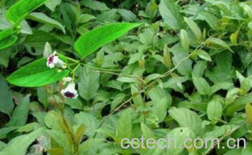 鸡屎藤的功效与作用及药用价值-0