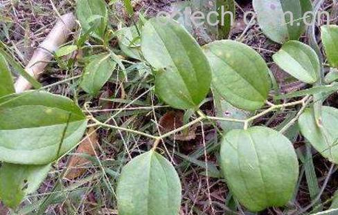 金刚藤的功效与作用-0