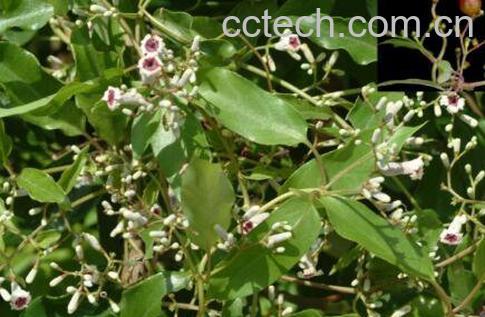 鸡屎藤的功效与作用及药用价值-1