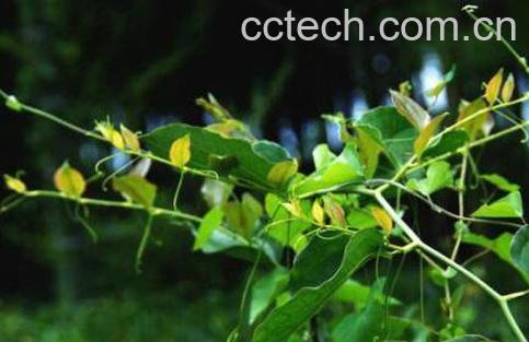 金刚藤的功效与作用-1