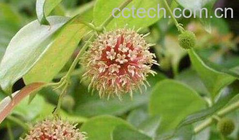 钩藤的功效与作用及药用价值-0