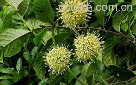 钩藤的功效与作用及药用价值-1