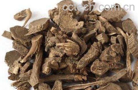 川牛膝的功效与作用及药用价值-1