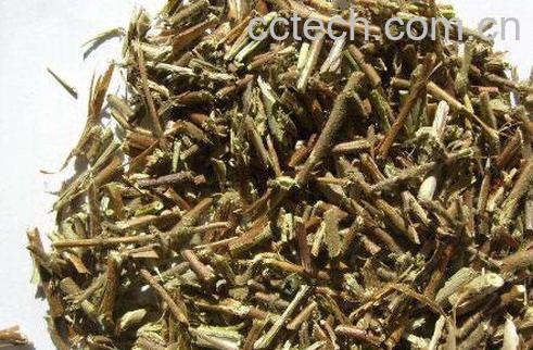 忍冬藤的功效与作用 忍冬藤的副作用-1