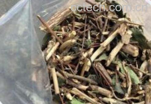 忍冬藤如何吃 忍冬藤的食用方法-1