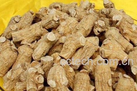 西洋参的功效与作用及药用价值-0