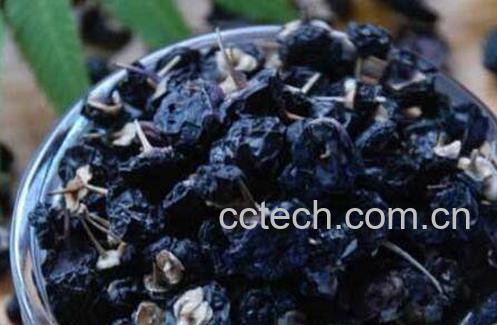 野生黑枸杞的功效与作用-0