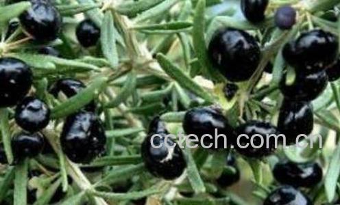 黑枸杞子的作用与功效-0