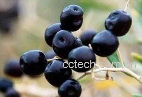 野生黑枸杞的功效与作用-1