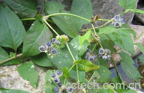 火炭母的功效与作用-0