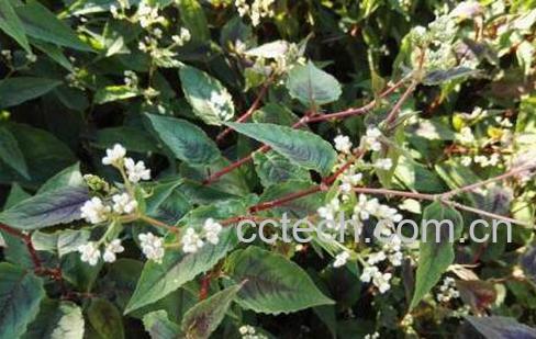 火炭母的功效与作用-1