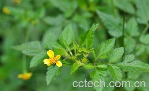 金盏银盘的功效与作用及药用价值-0