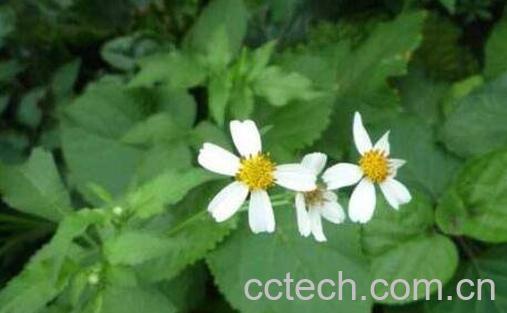 金盏银盘的功效与作用及药用价值-1